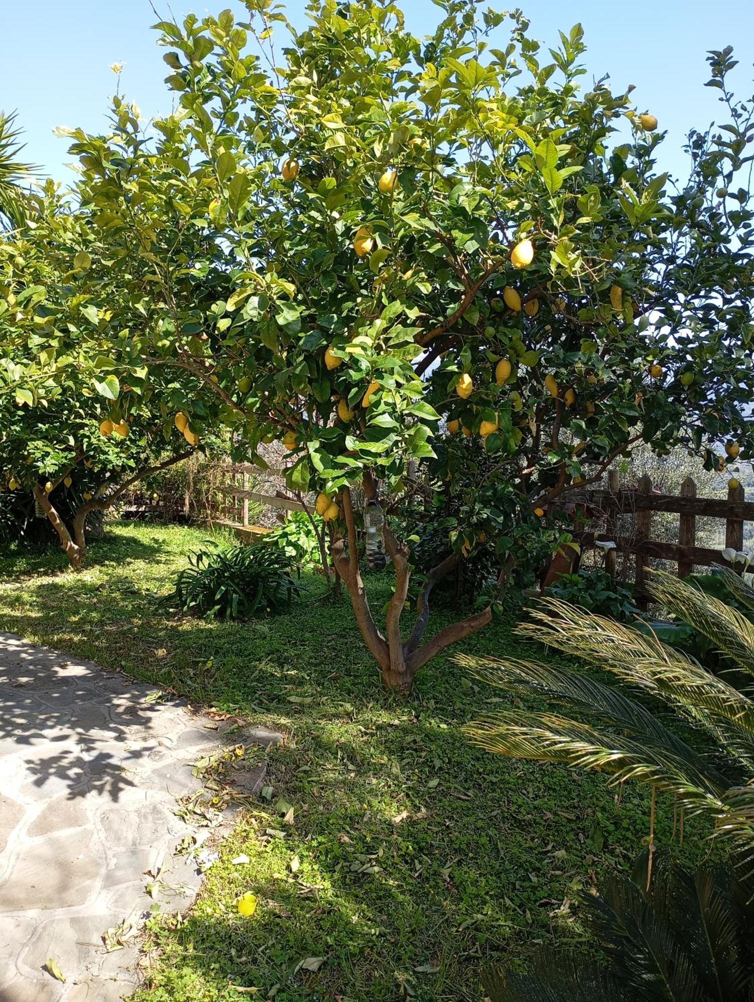 Casa Vacanze Diamante Ogliastro Cilento Luaran gambar
